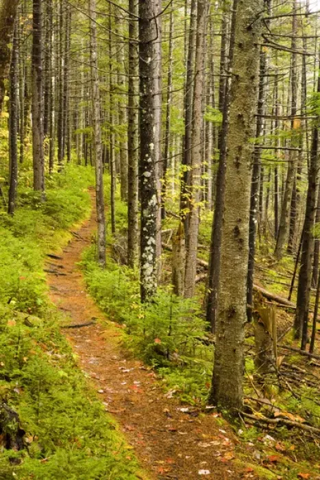 Framed Print : A trail around Ammonoosuc Lake in New Hampshires White Mountain National Forest Framed Print : A trail around Ammonoosuc Lake in New Hampshires White Mountain National Forest