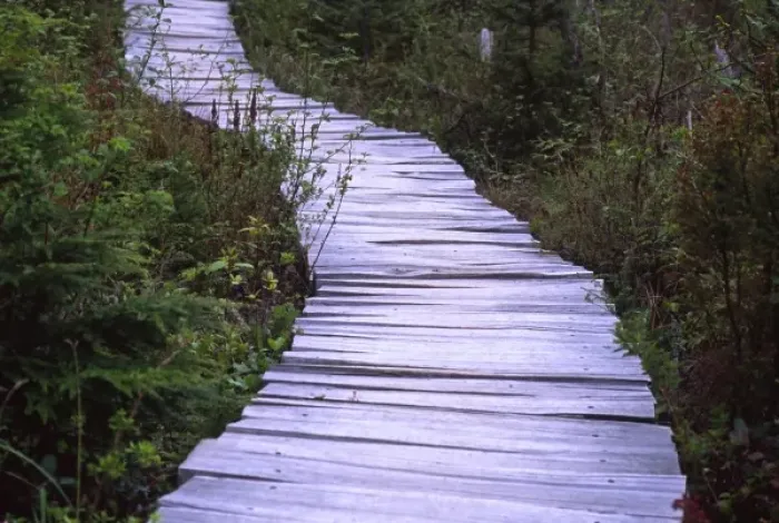 Framed Print : Trail to Cape Alava on Cedar Plank Boardwalk, Olympic National Park, Washington, US