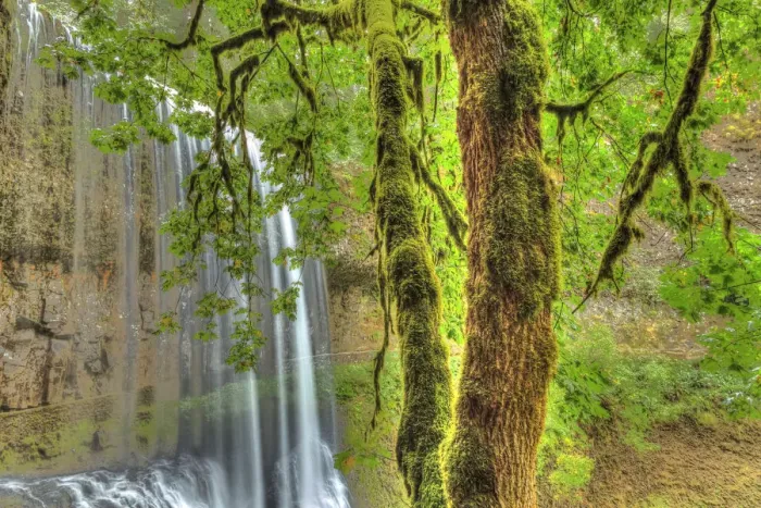 Framed Print : Trail of Ten Falls, Silver Falls State Park, near Silverton, Oregon Framed Print : Trail of Ten Falls, Silver Falls State Park, near Silverton, Oregon