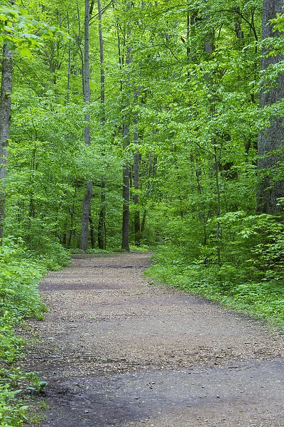 Trail at Ferne Clyffe State Park, Johnson County, Illinois