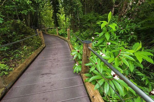 Trail at the Hawaii Tropical Botanical Garden, Hamakua Coast, The Big Island, Hawaii USA
