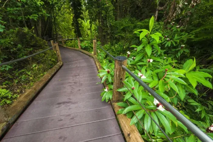Framed Print : Trail at the Hawaii Tropical Botanical Garden, Hamakua Coast, The Big Island, Hawaii USA Framed Print : Trail at the Hawaii Tropical Botanical Garden, Hamakua Coast, The Big Island, Hawaii USA
