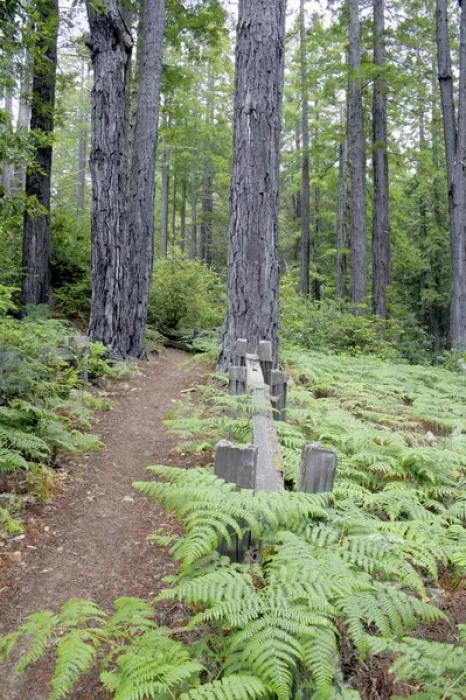 Framed Print : Trail in Kruse Rhododendron State Reserve Salt Point California