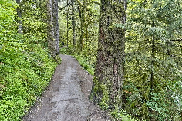 Trail leading to Elowah Falls, Columbia River Gorge National Senic Area, Oregon