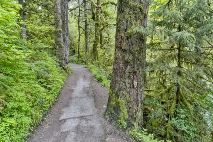 Framed Print : Trail leading to Elowah Falls, Columbia River Gorge National Senic Area, Oregon Framed Print : Trail leading to Elowah Falls, Columbia River Gorge National Senic Area, Oregon