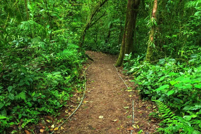Framed Print : Trail in the Monte Verde Cloud Forest Preserve, Alajuela Province, Costa Rica