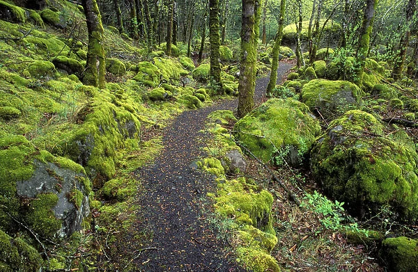 Trail through moss covered forest along the Columbia River, Fort Cascade National Historic Site