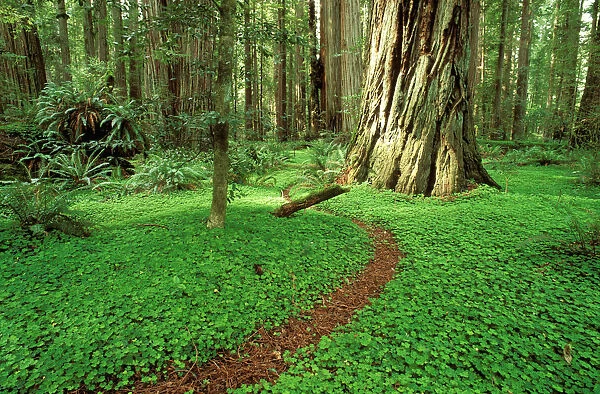Trail through sorrel and old growth Redwoods in the Stout Grove, Jedediah Smith Redwoods State Park