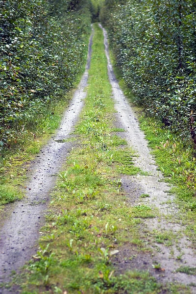 Trail in the wilderness near Hope in the Kenai Peninsula, Alaska