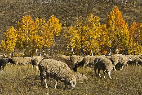 Trailing of the Sheep Festival; autumn; Ketchum; Idaho; USA
