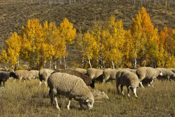Framed Print : Trailing of the Sheep Festival; autumn; Ketchum; Idaho; USA