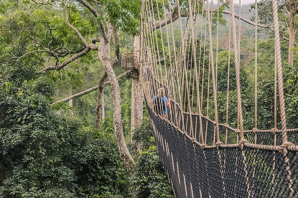 Traversing the 7 bridges high in the canopy of Kakum National Forest