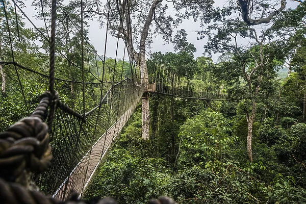 Traversing the 7 bridges high in the canopy of Kakum National Forest