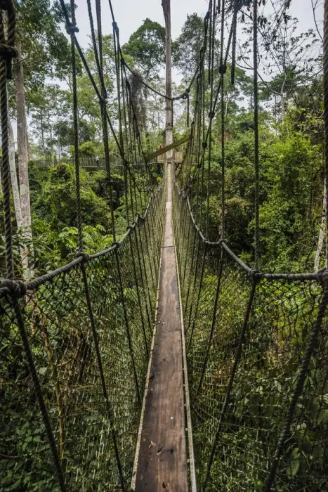Framed Print : Traversing the 7 bridges high in the canopy of Kakum National Forest Framed Print : Traversing the 7 bridges high in the canopy of Kakum National Forest