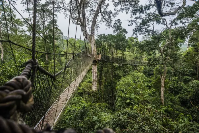 Framed Print : Traversing the 7 bridges high in the canopy of Kakum National Forest