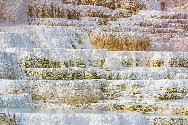 Travertine terraces at Minerva Spring, Mammoth Hot Springs, Yellowstone National Park