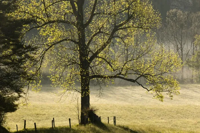 Framed Print : Tree backlit at sunrise, Cades Cove, Cades Cove, Smoky Mountains National Park, Tennessee Framed Print : Tree backlit at sunrise, Cades Cove, Cades Cove, Smoky Mountains National Park, Tennessee