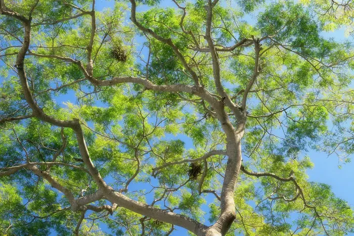 Framed Print : Tree branches and foliage spread out against the backdrop of the blue sky