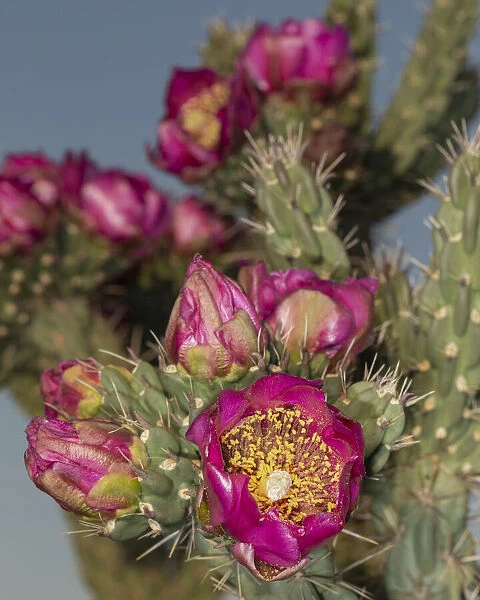 Tree cholla in bloom, high desert of Edgewood, New Mexico