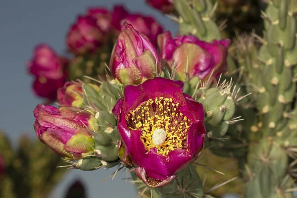 Tree cholla in bloom, high desert of Edgewood, New Mexico