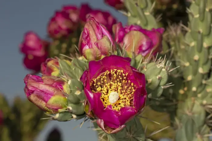 Framed Print : Tree cholla in bloom, high desert of Edgewood, New Mexico