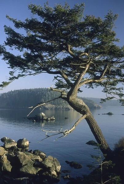 Tree on coast, San Juan Islands, Puget Sound, Washington USA