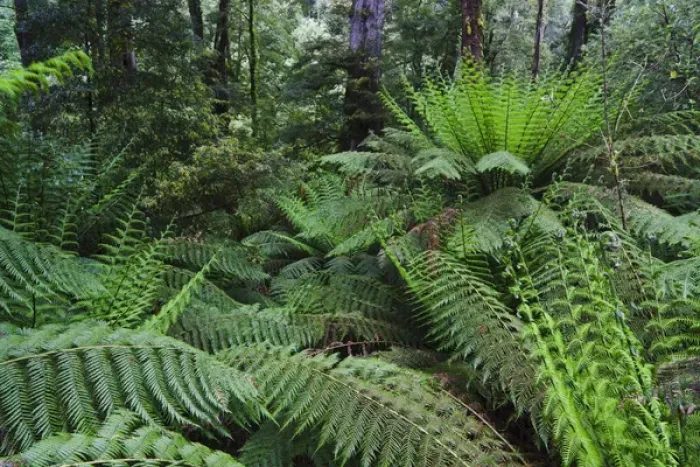 Framed Print : Tree Fern in Melba Gully, Great Otway National Park, Victoria, Australia Framed Print : Tree Fern in Melba Gully, Great Otway National Park, Victoria, Australia
