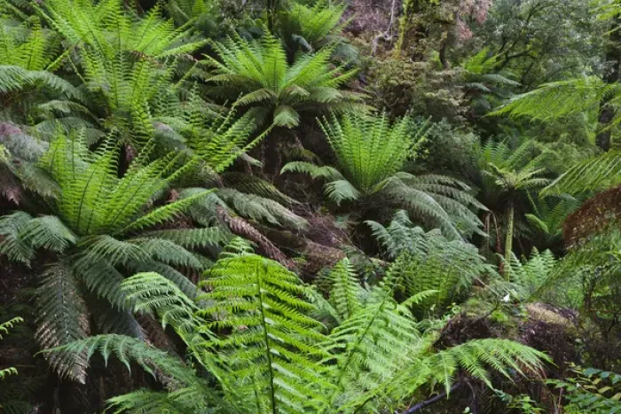 Framed Print : Tree Fern in Melba Gully, Great Otway National Park, Victoria, Australia