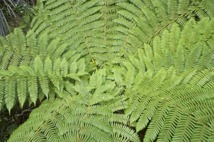Framed Print : Tree Fern (ponga), Fiordland National Park, Fiordland, South Island, New Zealand