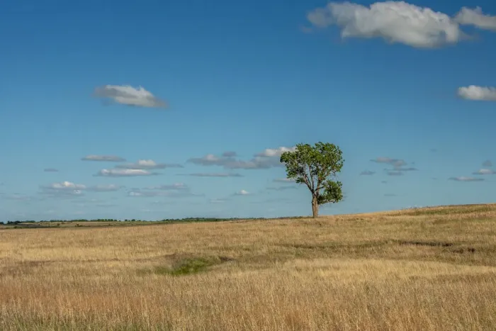 Framed Print : Tree in the Flint Hills of Kansas Framed Print : Tree in the Flint Hills of Kansas