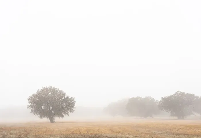 Framed Print : Tree in fog, Bosque del Apache National Wildlife Refuge, New Mexico Framed Print : Tree in fog, Bosque del Apache National Wildlife Refuge, New Mexico