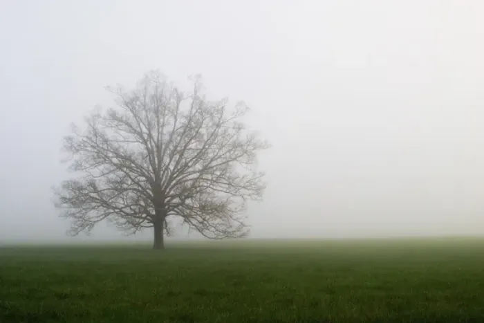 Framed Print : Tree in foggy meadow Cades Cove Great Smoky Mountains N. P. TN Tree in foggy Framed Print : Tree in foggy meadow Cades Cove Great Smoky Mountains N. P. TN Tree in foggy