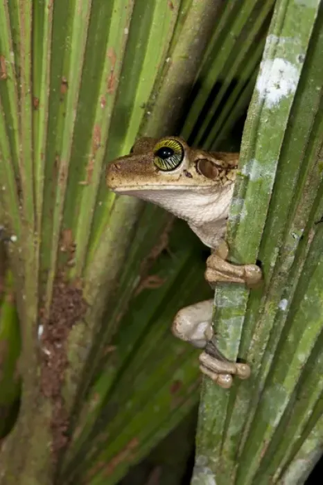 Framed Print : Tree Frog (Osteocephalus taurinus), Yasuni National Park, Amazon Rainforest, ECUADOR