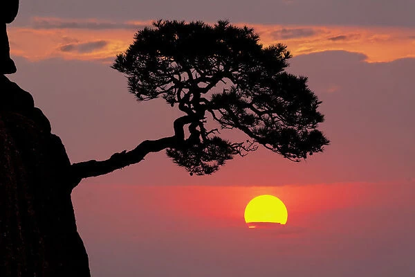 Tree on granite mountain peak at sunrise, Yellow Mountain or Huangshan