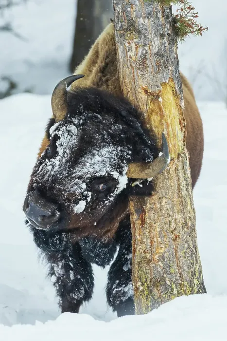 Framed Print : Tree hugging bull bison, winter in Yellowstone, Wyoming Framed Print : Tree hugging bull bison, winter in Yellowstone, Wyoming