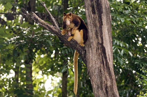Tree Kangaroo, Goodfellows with baby in pouch