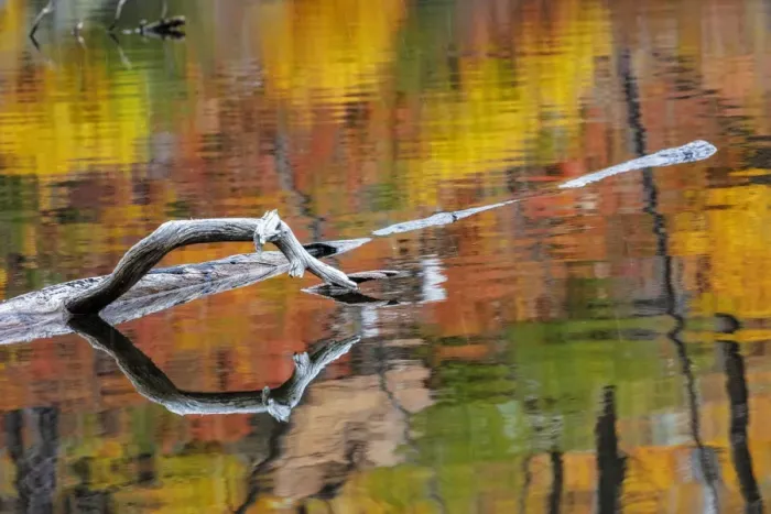 Framed Print : Tree limb and colorful autumn reflection on Lost Lake in Glacier National Park, Montana