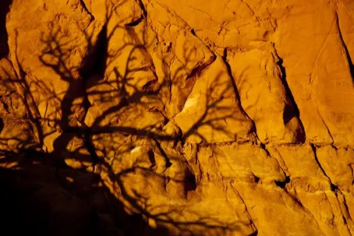 Framed Print : Tree limbs cast alien looking shadow on sandstone wall at Kodachrome State Park in Utah