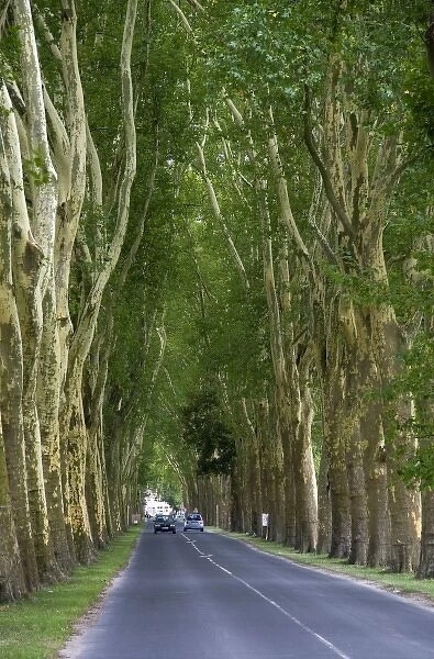 Tree lined road near the commune of Damery in the Champagne province of northeast France