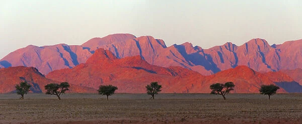 Tree with mountain in southern Namib Desert, Sesriem. Hardap Region, Namibia