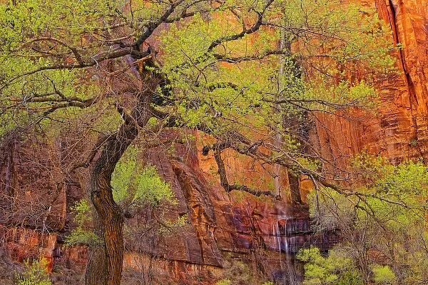 Tree near the Riverside Walk with ephemeral waterfall during spring, Zion National Park