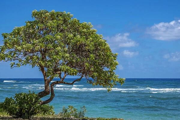 Tree overlooking Poipu Bay, Kauai, Hawaii, USA
