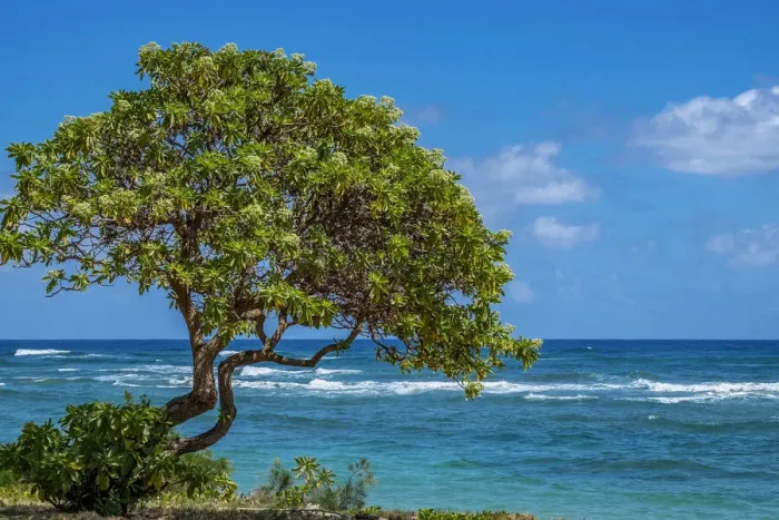 Framed Print : Tree overlooking Poipu Bay, Kauai, Hawaii, USA Framed Print : Tree overlooking Poipu Bay, Kauai, Hawaii, USA