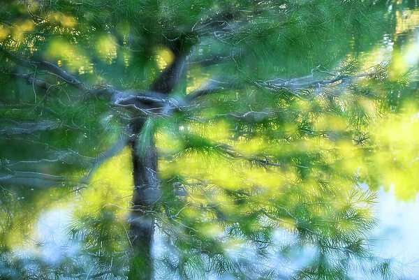 Tree and pond artistic composite