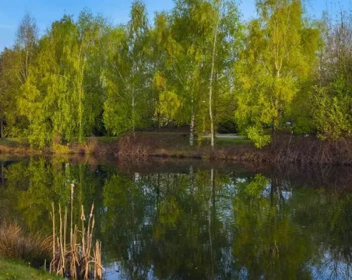 Framed Print : Tree reflections in a pond Framed Print : Tree reflections in a pond
