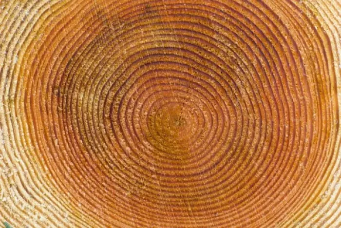 Framed Print : Tree rings, Stanley Park, British Columbia Framed Print : Tree rings, Stanley Park, British Columbia