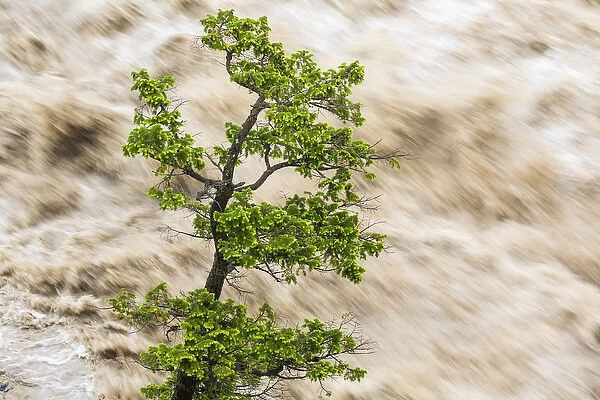 Tree & river in flood, Banff, Alberta, Canada