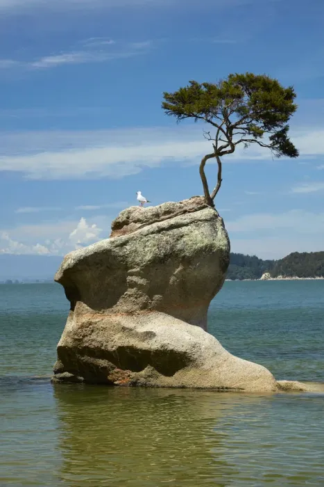 Framed Print : Tree on rock, Tinline Bay, Abel Tasman National Park, Nelson Region, South Island Framed Print : Tree on rock, Tinline Bay, Abel Tasman National Park, Nelson Region, South Island