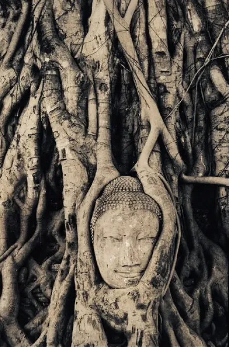 Framed Print : Tree roots entwined around buddha sculpture, Thailand