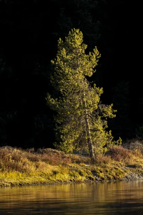 Framed Print : Tree on shoreline of Snake River at sunset, Grand Teton National Park, Wyoming Framed Print : Tree on shoreline of Snake River at sunset, Grand Teton National Park, Wyoming